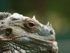 Roheleeguan. Iguana iguana